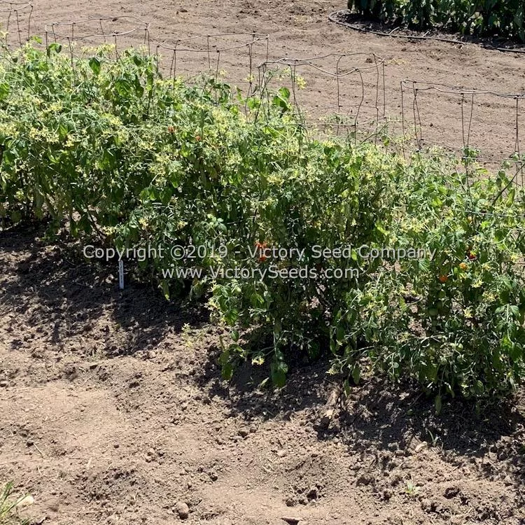 Farthest North Tomato