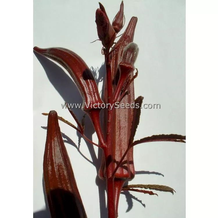 Aunt Hettie's Red Okra