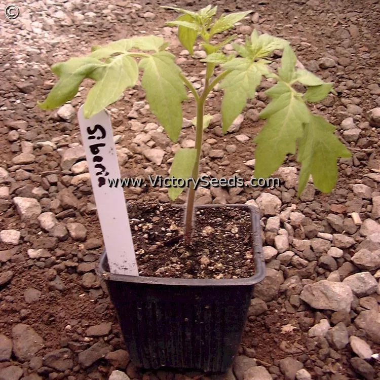 Siberia Tomato