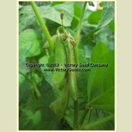 Aan tu bai hua lu da dou Soybean