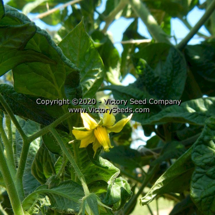 Dwarf Pink Livija Tomato