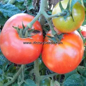 Dwarf Maura's Cardinal Tomato