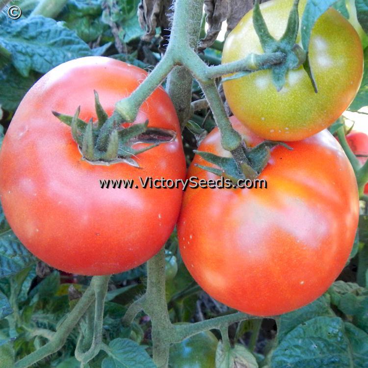 Dwarf Maura's Cardinal Tomato