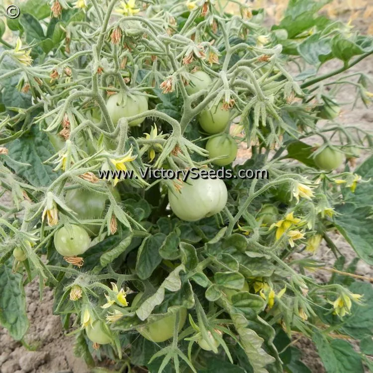 Lime Green Salad Tomato