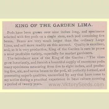King of the Garden Pole Lima Bean