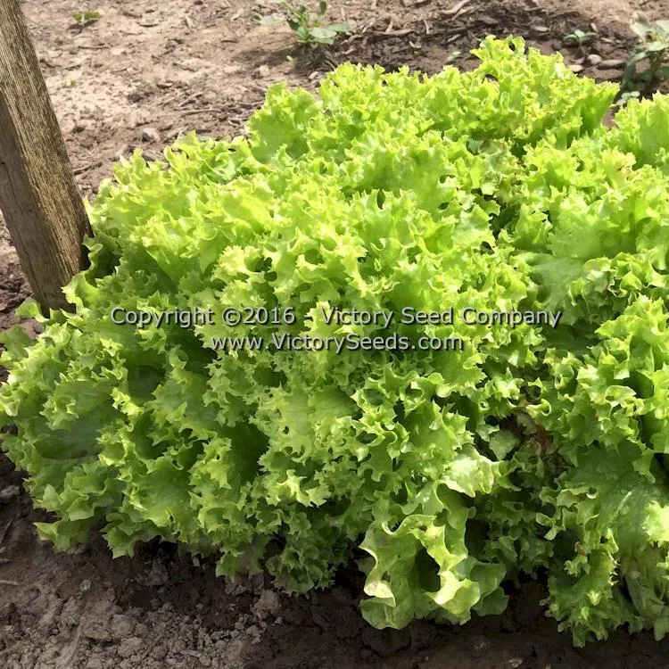 Lollo Bionda Leaf Lettuce