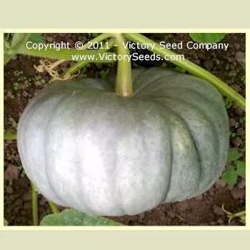 Jarrahdale Winter Squash