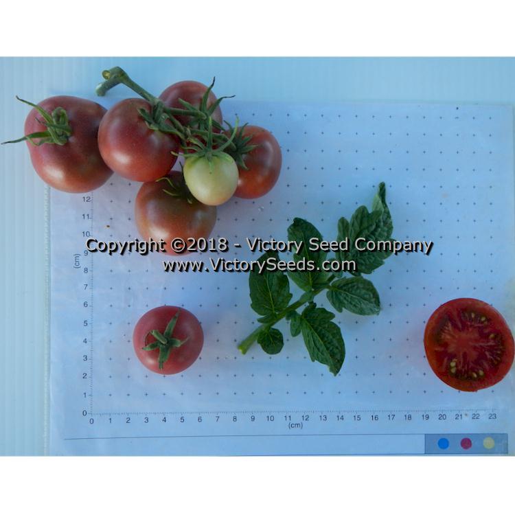 Dwarf Velvet Night Tomato