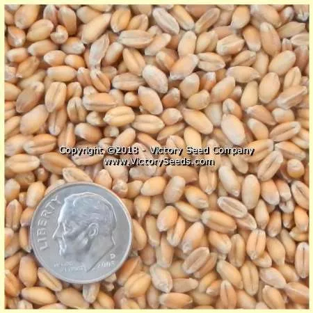 GA-Gore Wheat