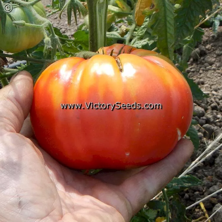 Dwarf Sonrojo Monster Tomato