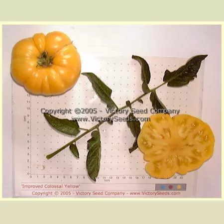 Improved Colossal Yellow Tomato