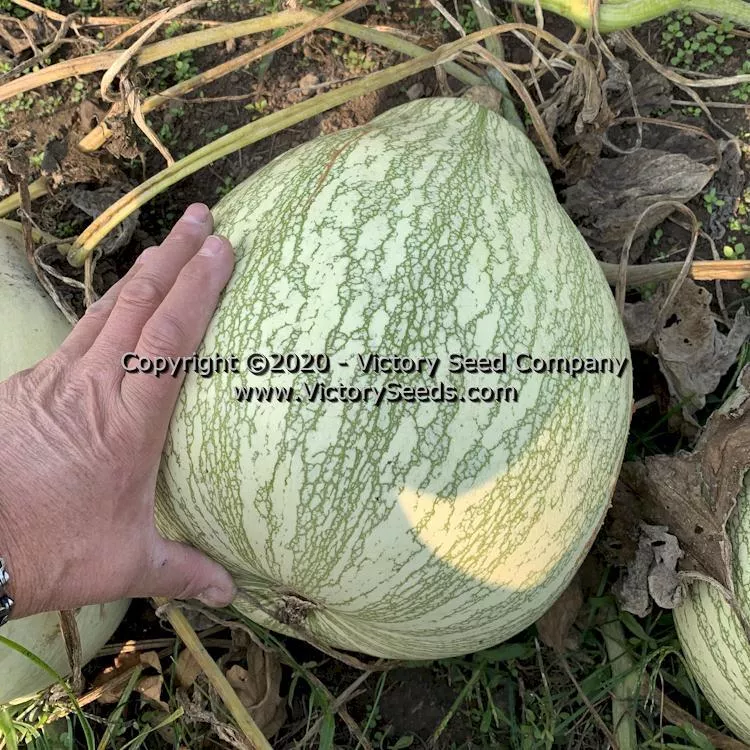 Tennessee Sweet Potato Pumpkin
