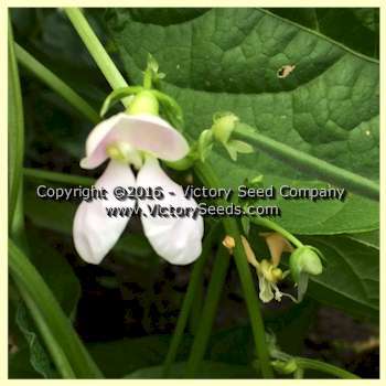 Bountiful Garden Bean