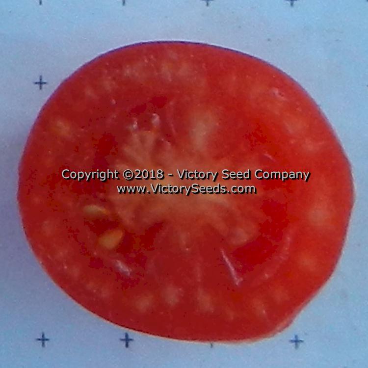 Dwarf Bendigo Drop Tomato