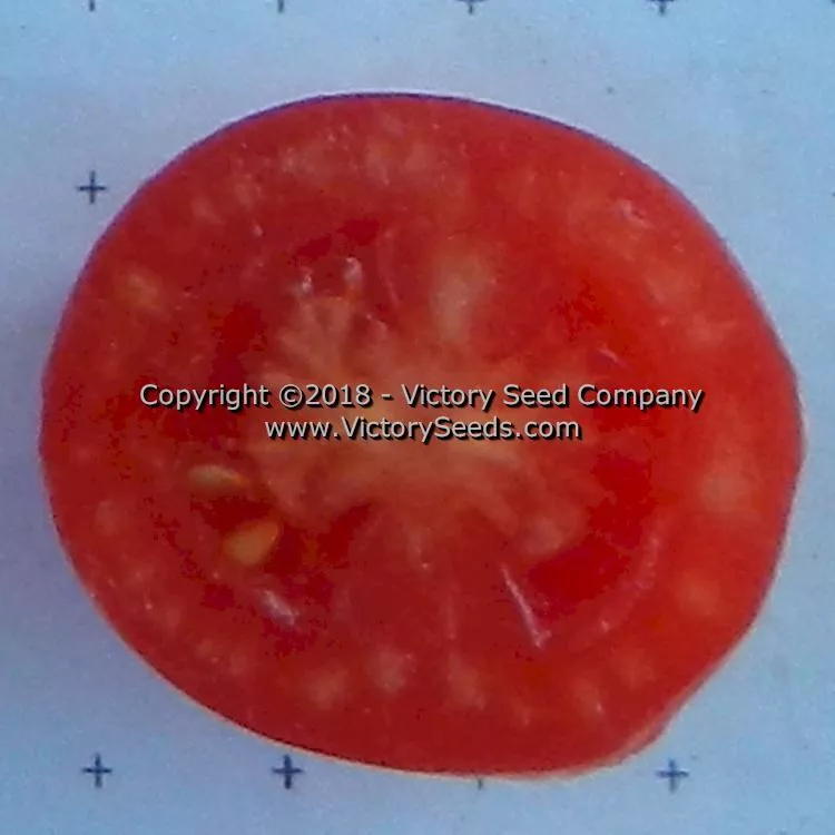 Dwarf Bendigo Drop Tomato