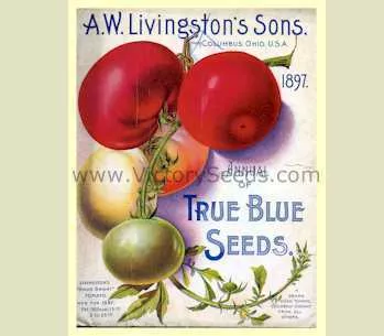 Livingston's Honor Bright Tomato