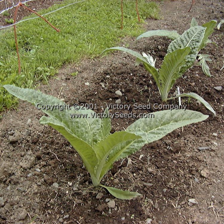 Tenderheart Cardoon