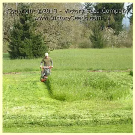 Ryegrass, Annual