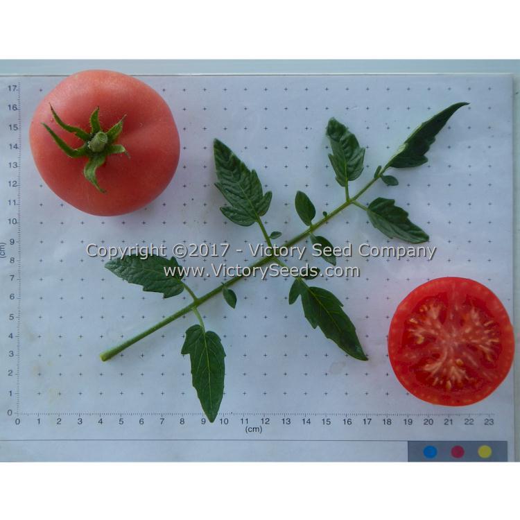 Sutton's Peach Blow Tomato