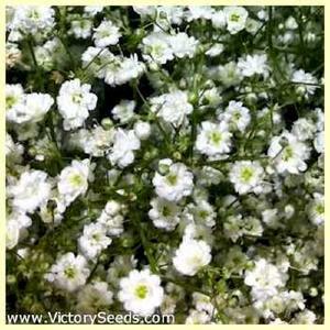 Baby's Breath
