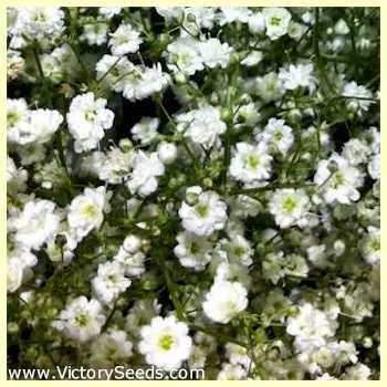 Baby's Breath