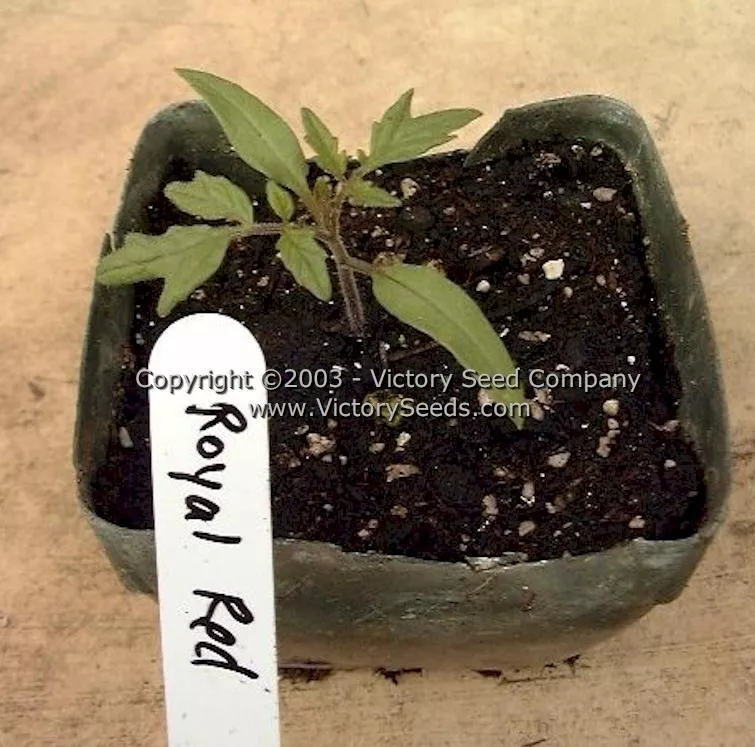 Royal Red Cherry Tomato