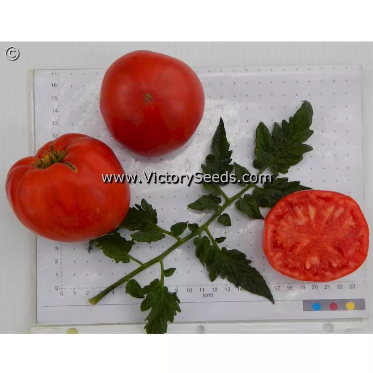 Dwarf Kodiak King Tomato