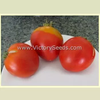 Dwarf Sneaky Sauce Tomato
