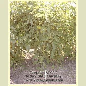 Monarch (Buist's Monarch) Tomato