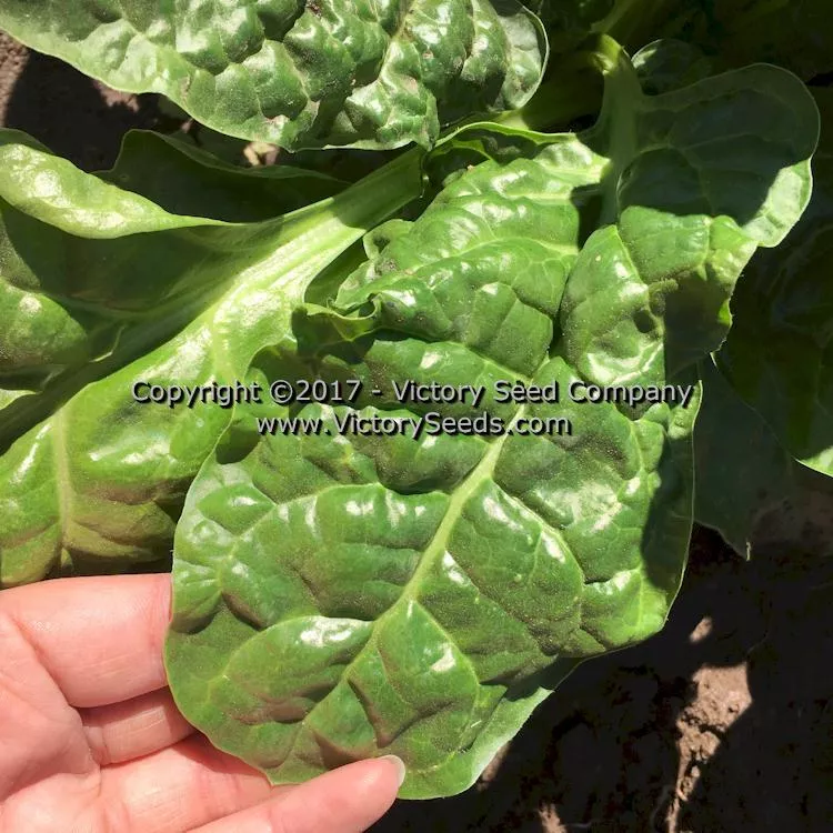 Perpetual Swiss Chard