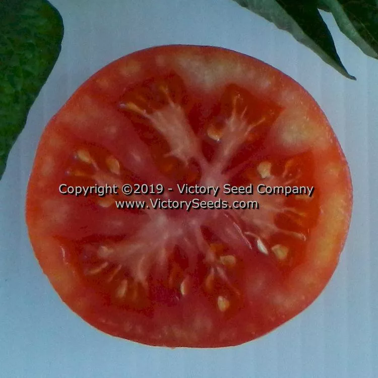 Dwarf Mystic Lady Tomato