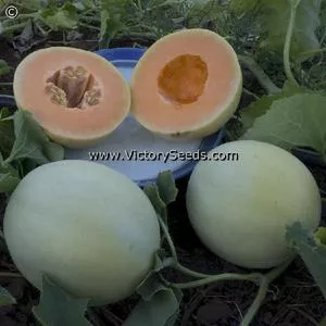 Honeydew, Orange Flesh Melon