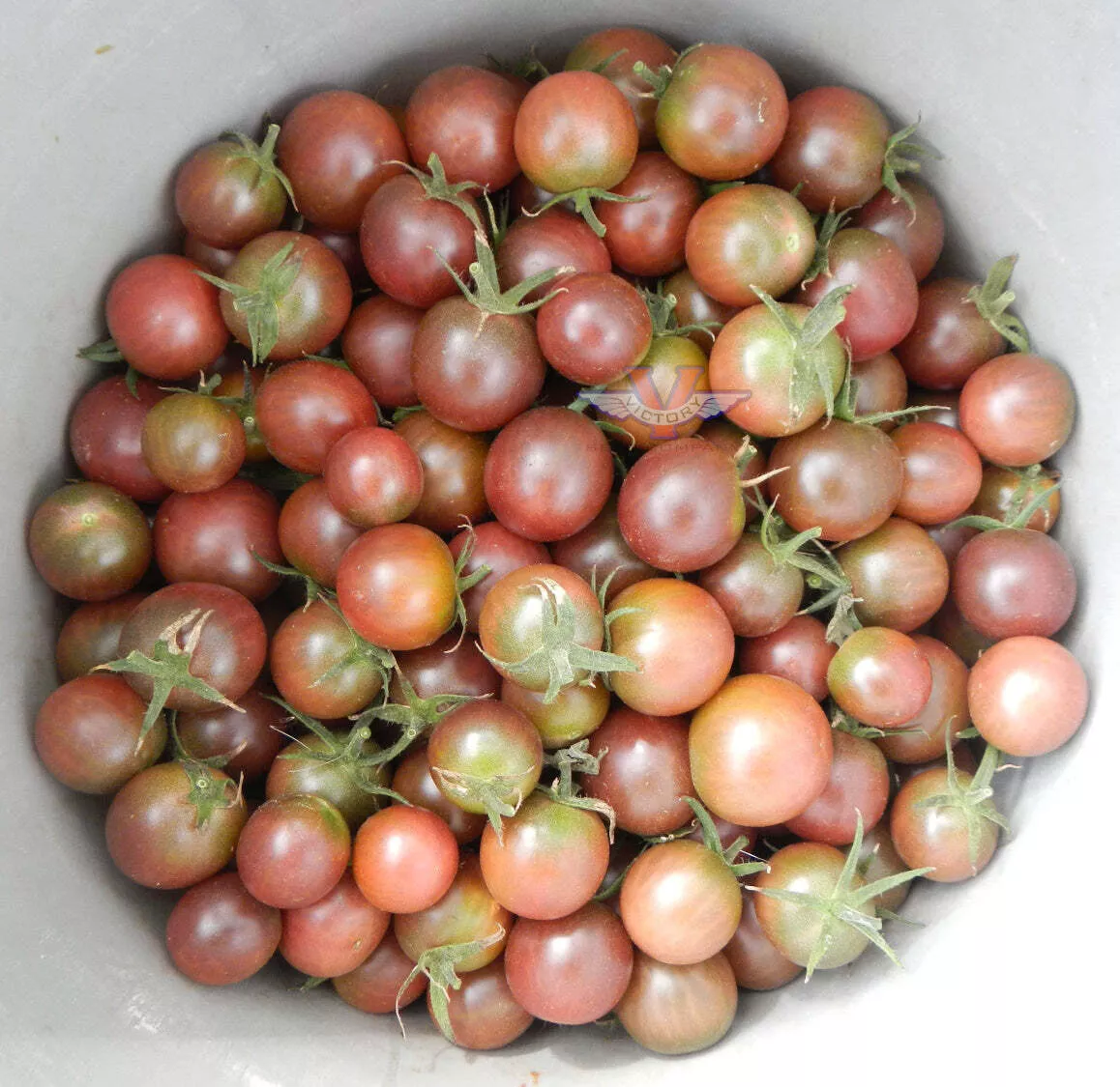 Black Cherry Tomato