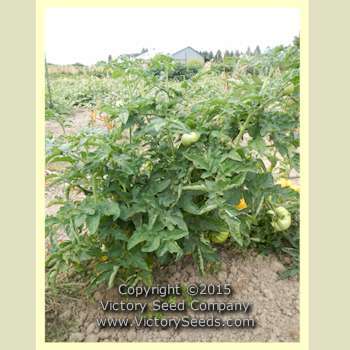 Sean's Yellow Dwarf Tomato