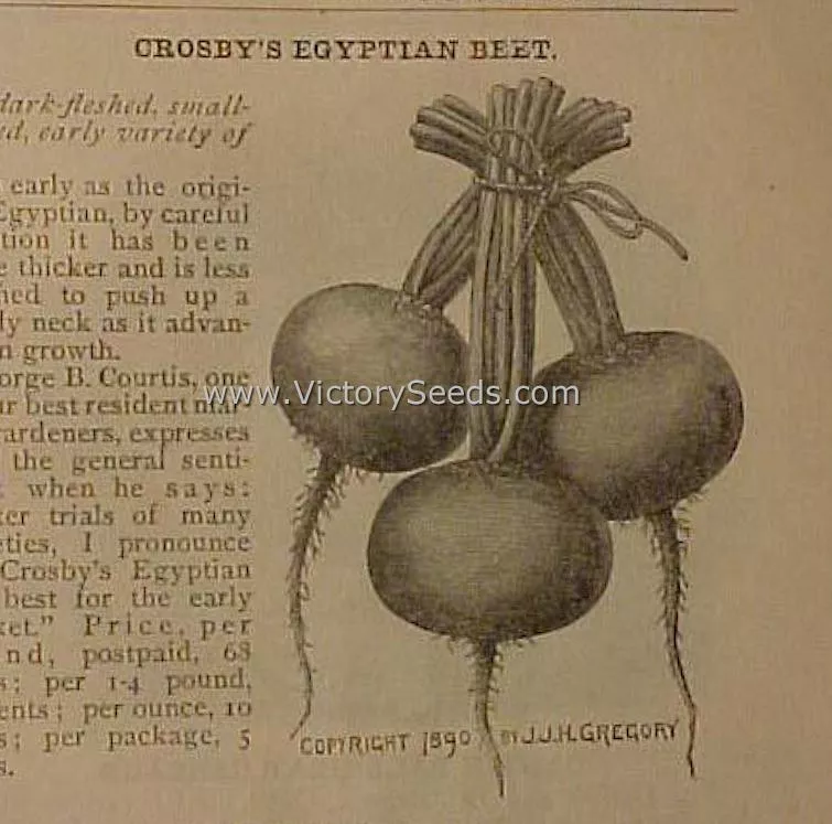 Crosby Egyptian Beet