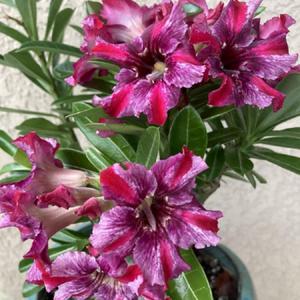 Desert Rose