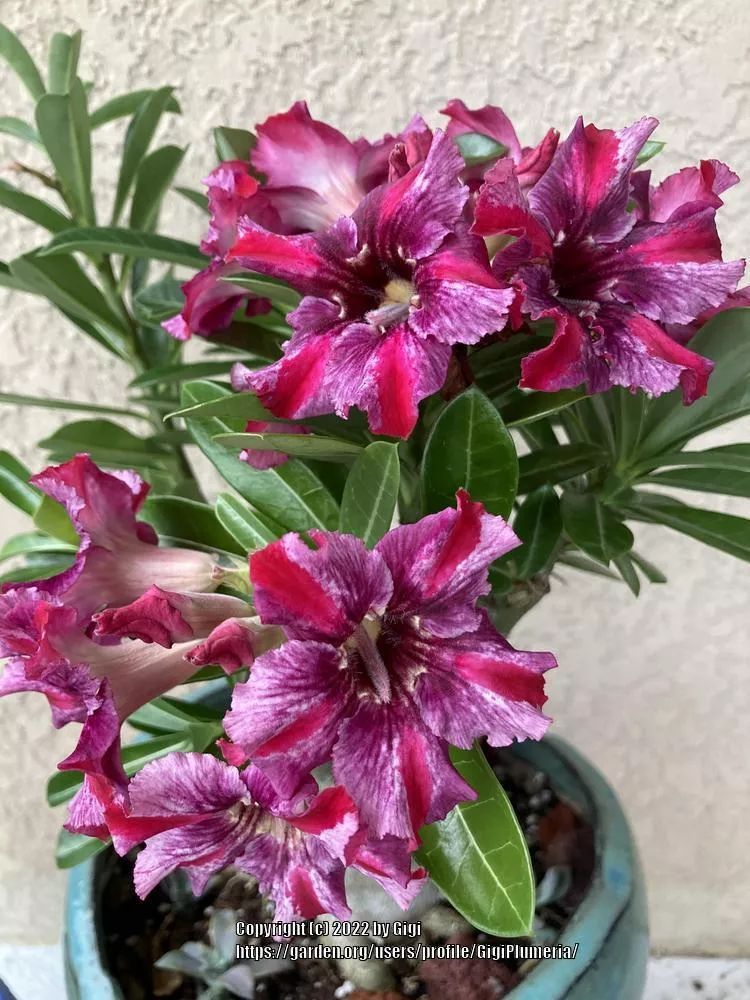 Desert Rose