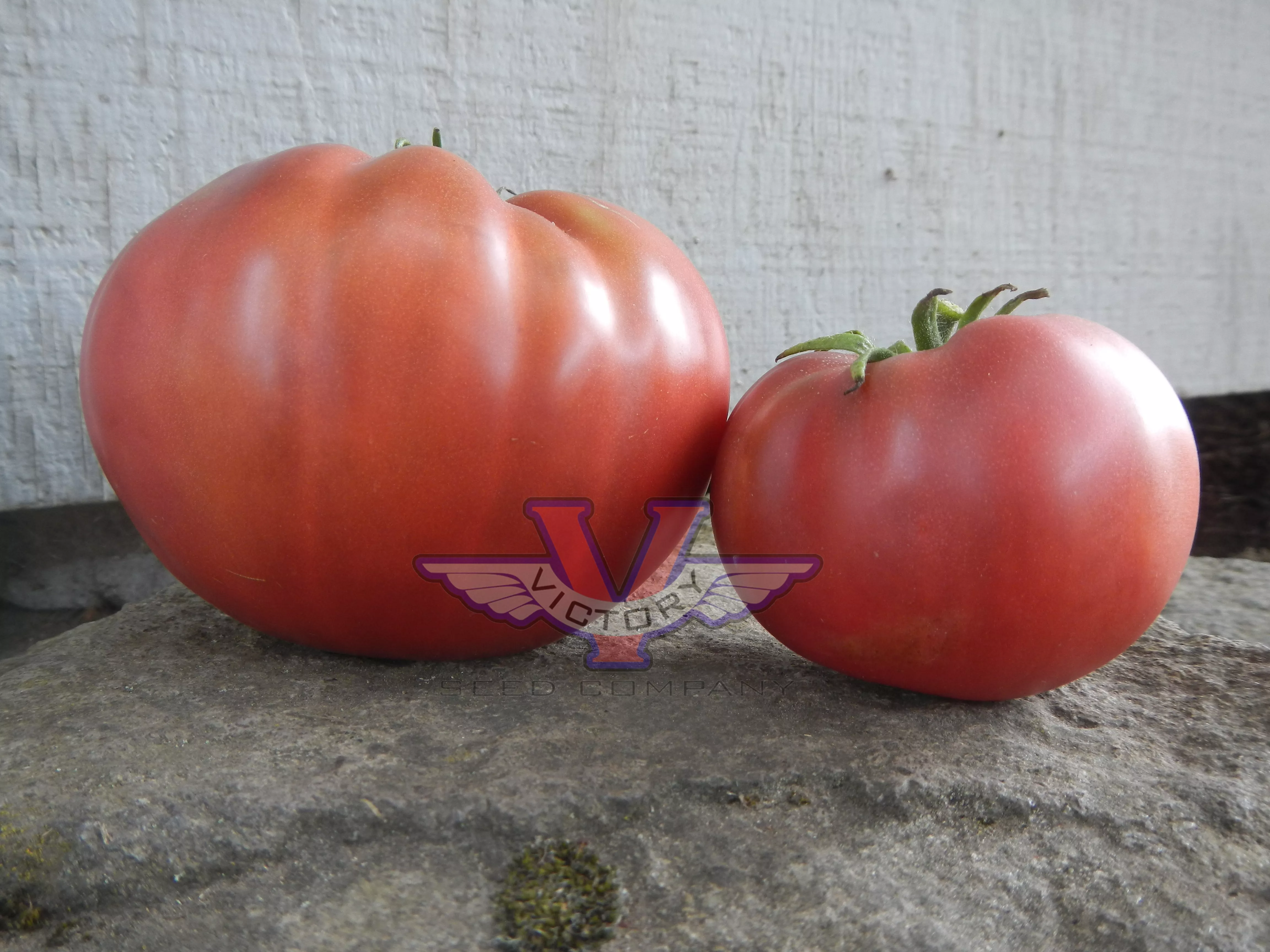 Price's Purple Tomato