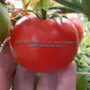 Bolgiano's Extremely Early 'I.X.L.' Tomato