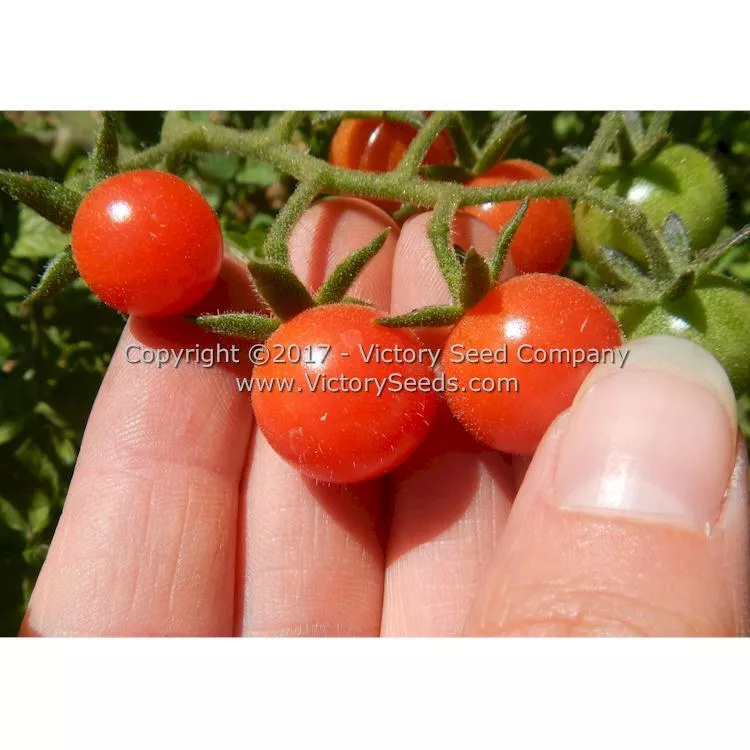 Everglades Tomato