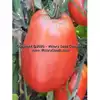 Antique Roman Tomato