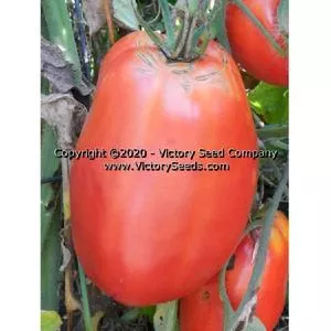Antique Roman Tomato