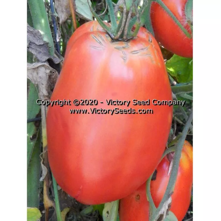 Antique Roman Tomato