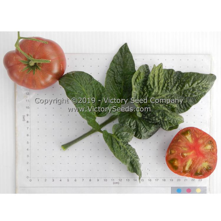 Dwarf Vince's Haze Tomato