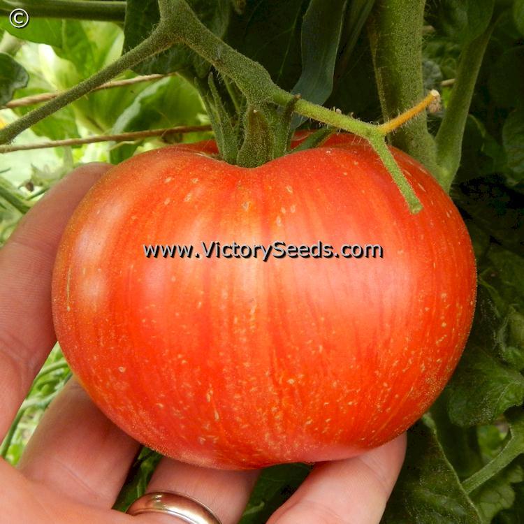 Dwarf Beauty King Tomato