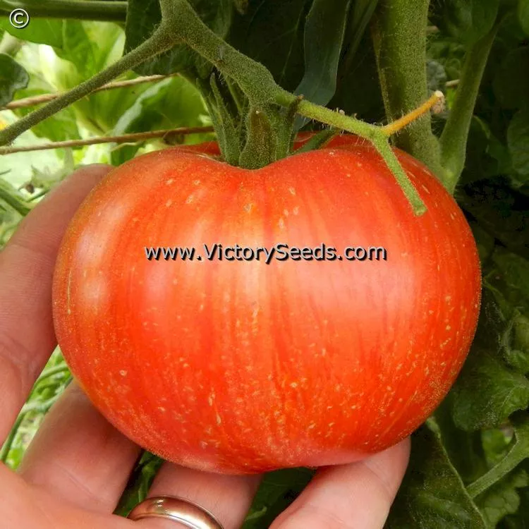 Dwarf Beauty King Tomato