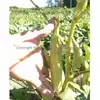 Mama Payton's Okra