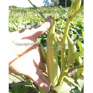 Mama Payton's Okra