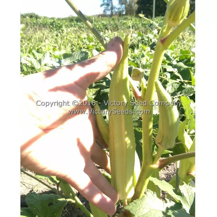 Mama Payton's Okra