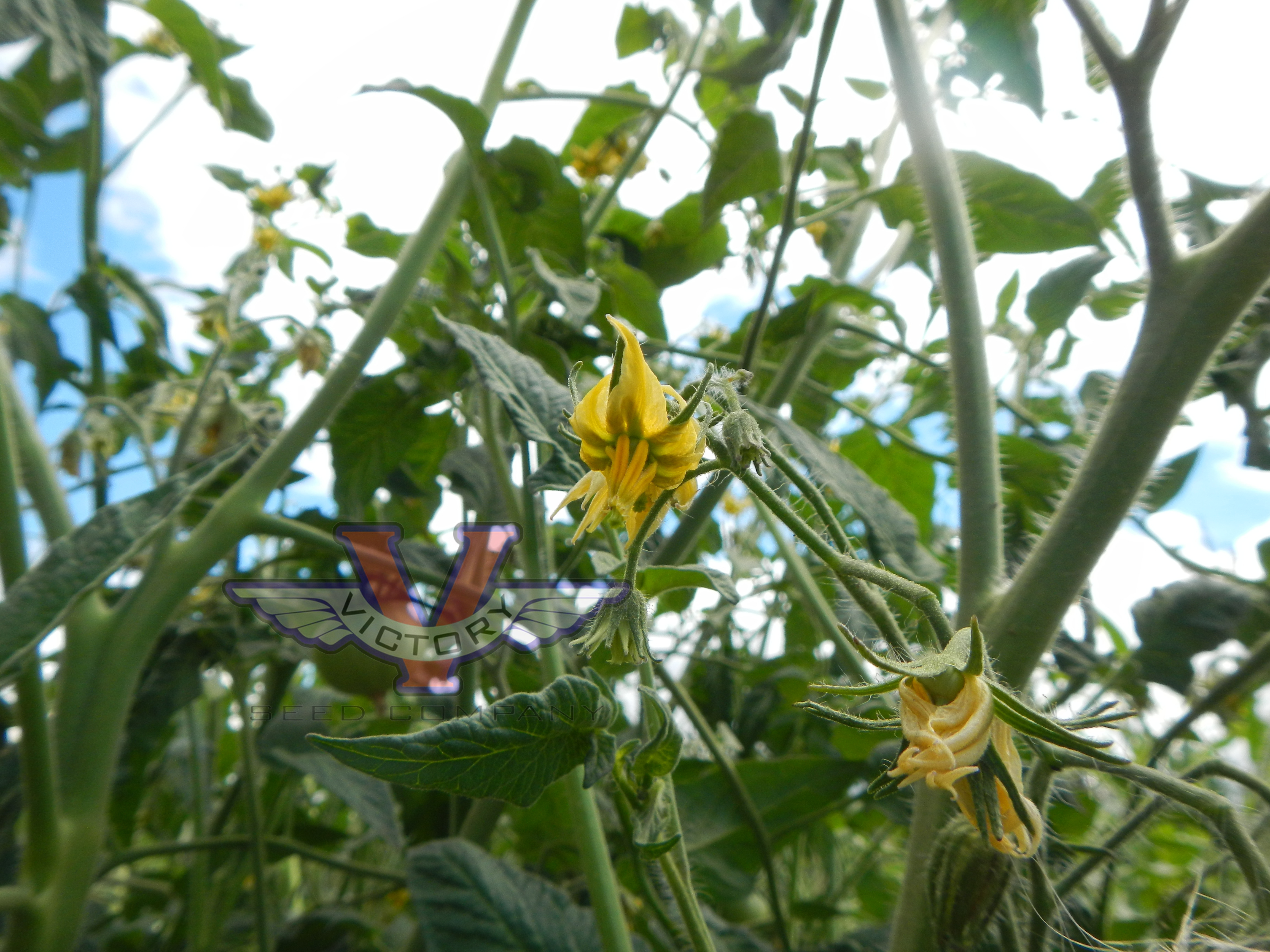 Potato Leaf Yellow Tomato